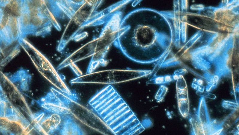 diatoms-through-the-microscope