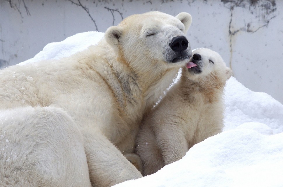Urso e ursinho polar