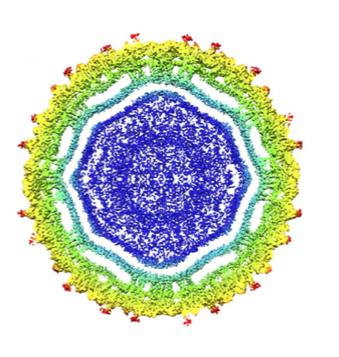 Vírus zika. Imagem: D. Sirohi et al., 2016/Science