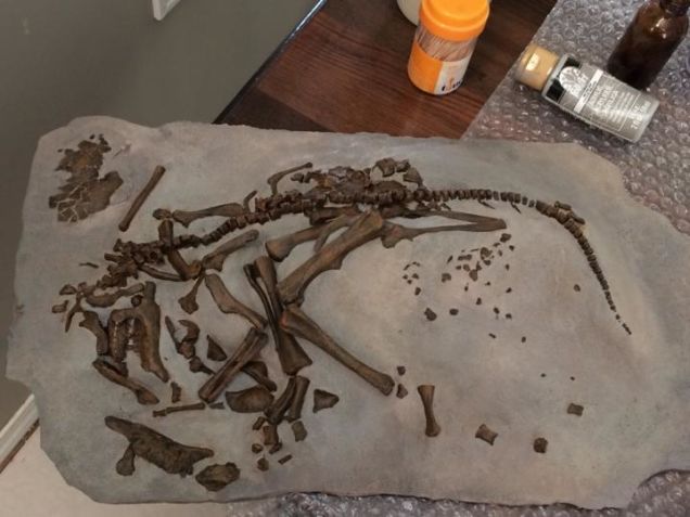 fossil-embriao-dinossauro