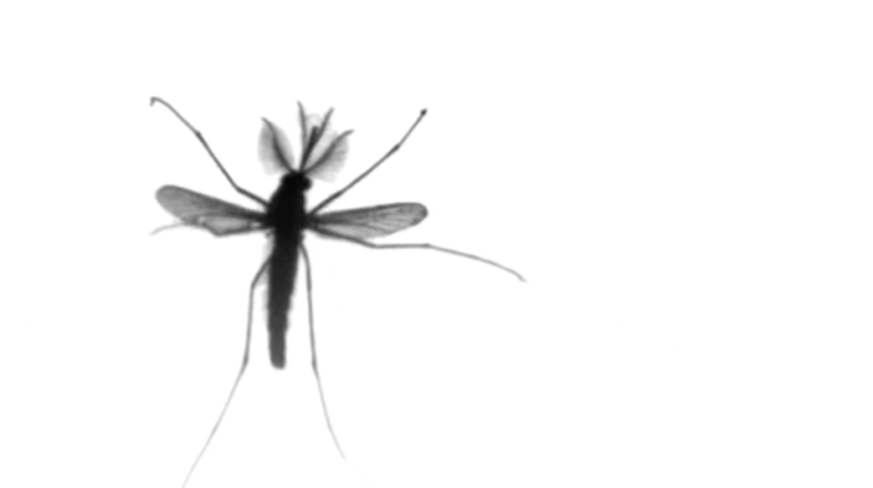 mosquito-voando