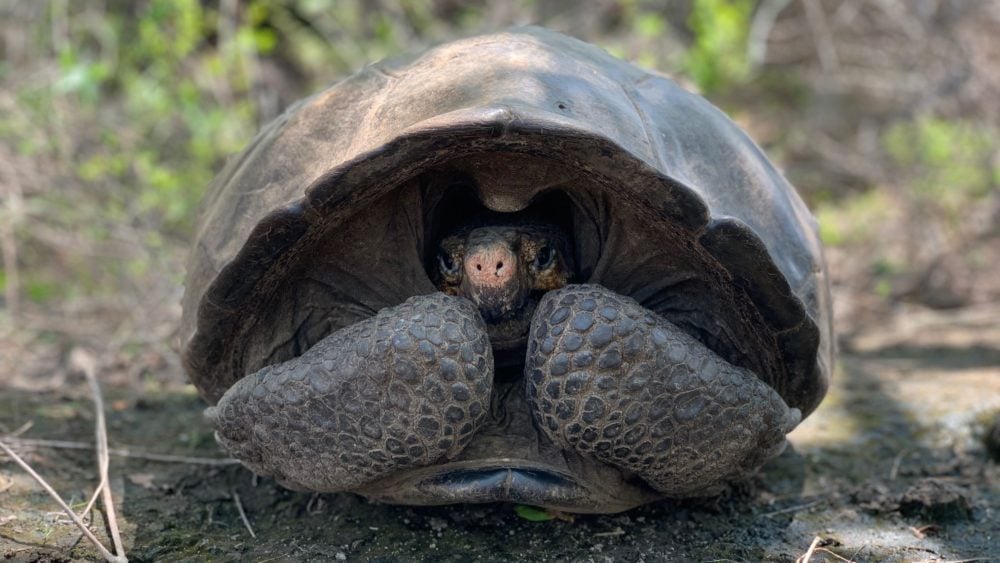 Tartaruga gigante que achavam estar extinta é redescoberta nas Ilhas