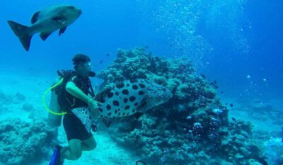 Peixes T M Mais Medo De Humanos Do Que De Tubar Es