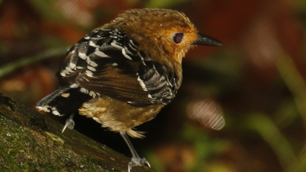 Mudanças climáticas reduziram diversidade de pássaros na Amazônia