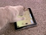 Gatos ganham um jogo só para eles no iPad
