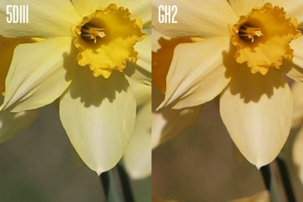 Comparativo entre GH2 e 5D Mark III.