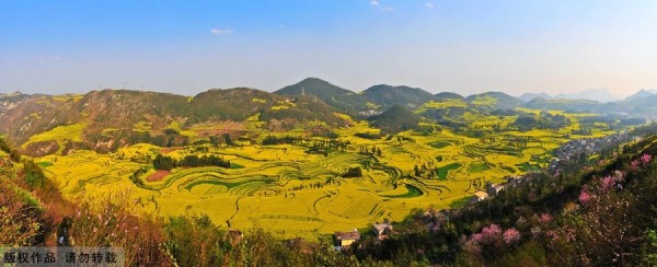 Canola em província Chinesa.