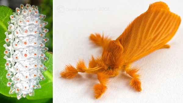 Jewel Caterpillar transformada em mariposa.