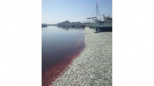 Porto no Japão com 200 toneladas de sardinhas mortas