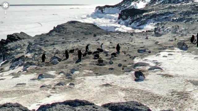 Pinguins.