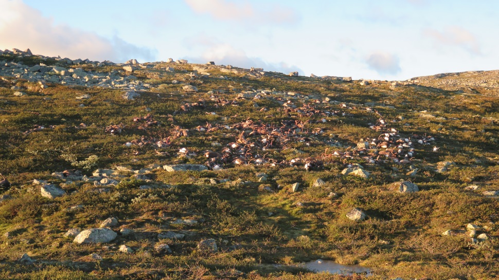Tempestade de raios matou centenas de renas de uma vez na Noruega - Gizmodo Brasil