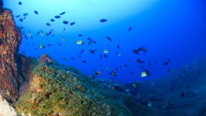 Censo dos oceanos: como será a busca por 100 mil espécies desconhecidas