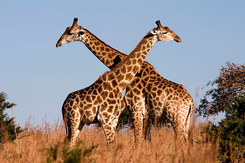 Featured image of post Fotos De Girafas - Descarga todas las fotos libres de derechos y vectores.