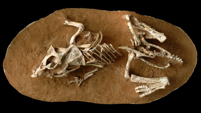 Primeiros dinossauros botavam ovos de casca mole, revela estudo - TecMundo
