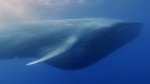 Solução para crise climática pode vir das baleias; entenda a tese