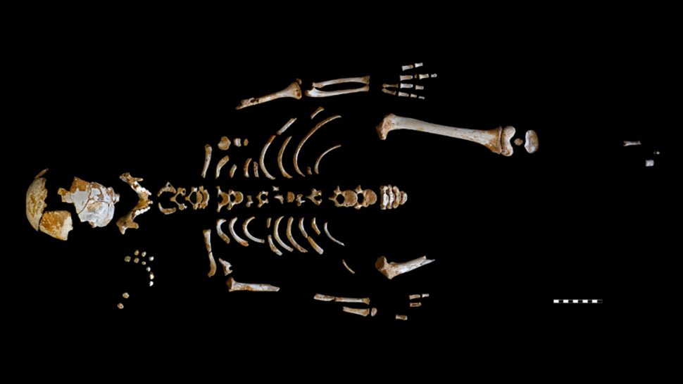 Este Incrível Esqueleto De Criança Neandertal Oferece Pistas Da Evolução Humana 6945