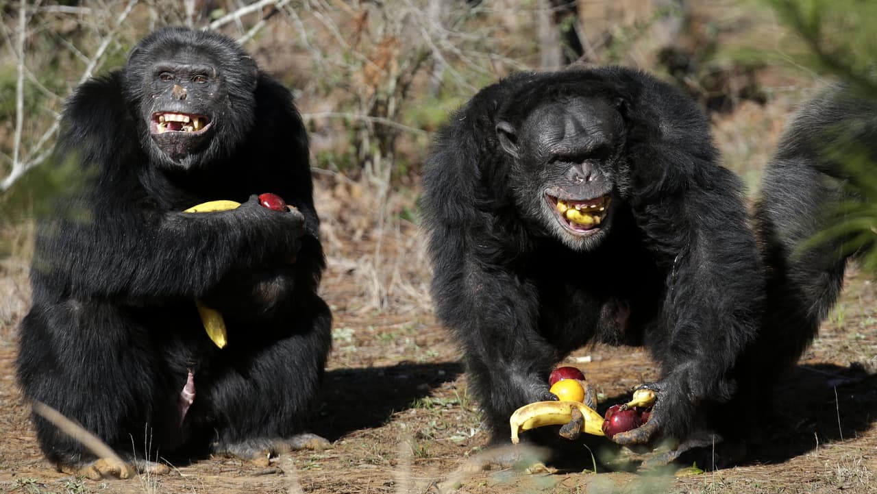 10 comportamentos surpreendentemente humanos em macacos