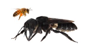 Abelha gigante de Wallace em comparação com abelha-europeia