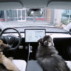 dois cães dentro de um carro da tesla. no painel, a mensagem "my owner will be back soon" e a temperatura de 70 graus fahrenheit