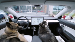 dois cães dentro de um carro da tesla. no painel, a mensagem "my owner will be back soon" e a temperatura de 70 graus fahrenheit