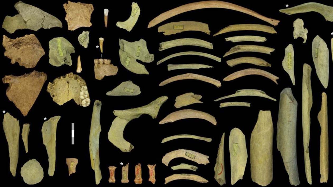 Ossos mostram evidências de canibalismo entre os Neandertais