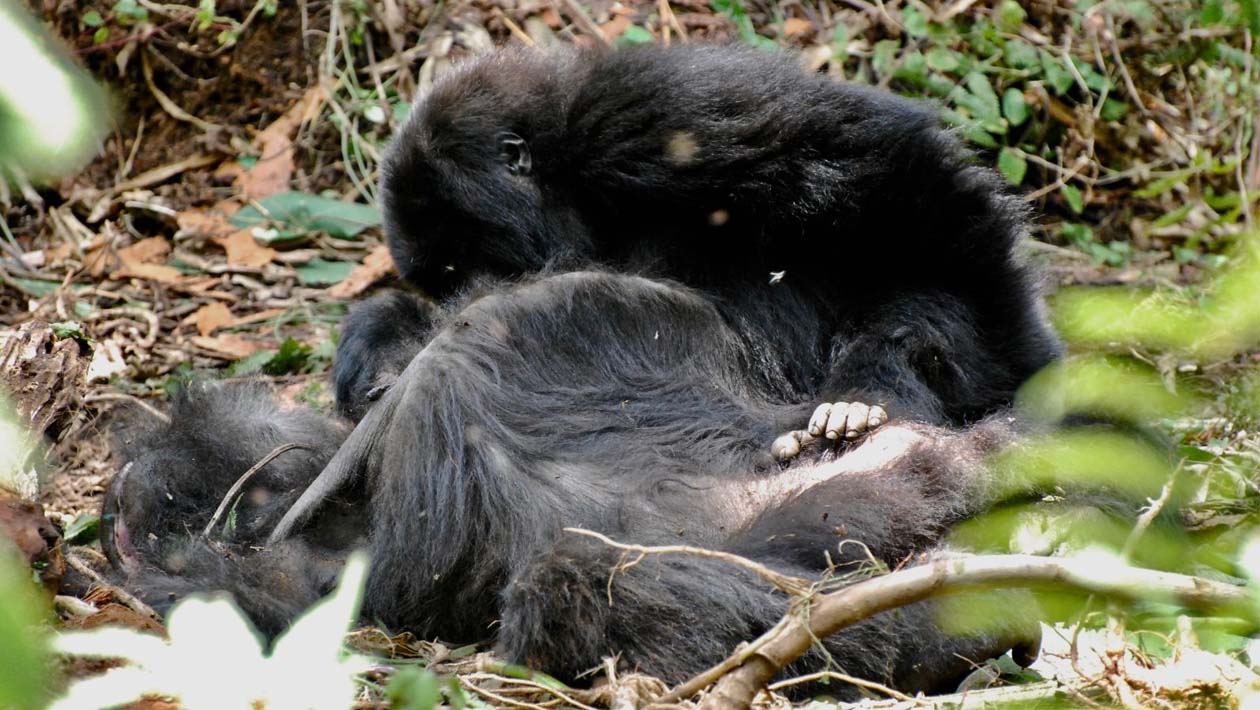 Um jovem gorila-das-montanhas olha o corpo de sua mãe horas depois de ela morrer no Parque Nacional dos Vulcões, em Ruanda