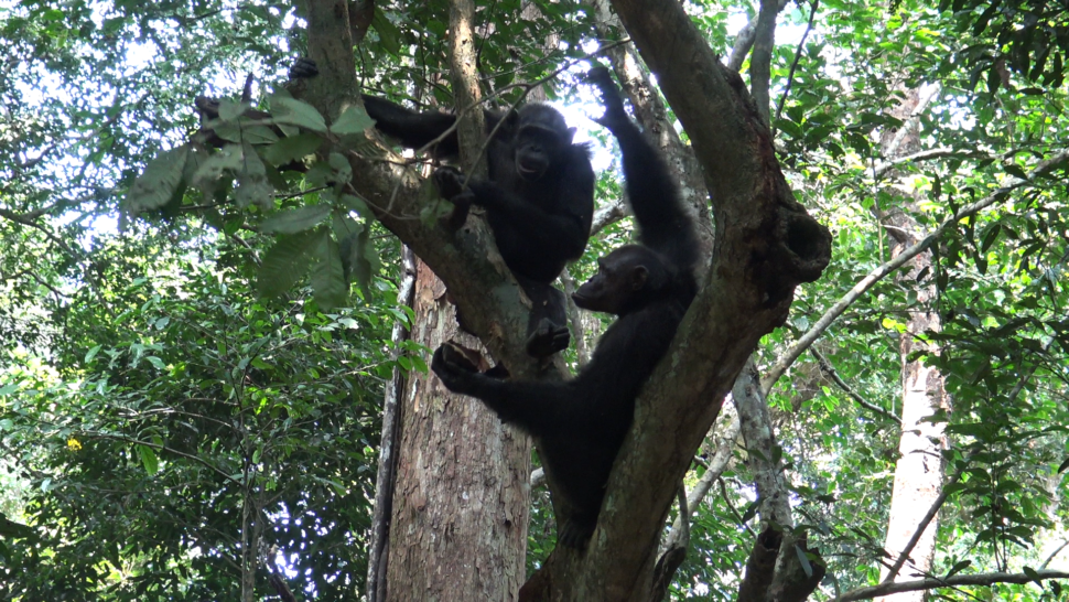 Dois chimpanzés em cima de uma árvore. O que está mais embaixo segura uma tartaruga com sua pata esquerda. O que está mais em cima olha para a tartaruga na pata do outro.