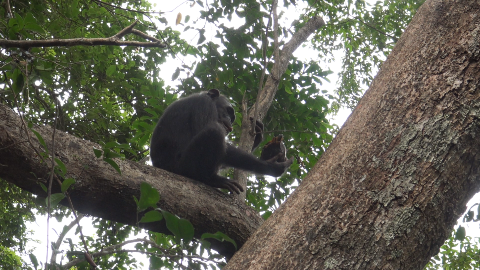 Outro chimpanzé sobre o galho de uma árvore. Ele está de lado, e dá para ver em sua pata direita uma tartaruga de casco para baixo. O chimpanzé olha a tartaruga.
