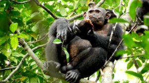 Chimpanzé sentado no galho de uma árvore. Sua pata esquerda segura o casco quebrado de uma tartaruga. Ele parece estar mastigando.