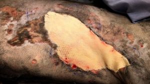 Enxerto de pele de peixe colocado em cachorro com queimadura