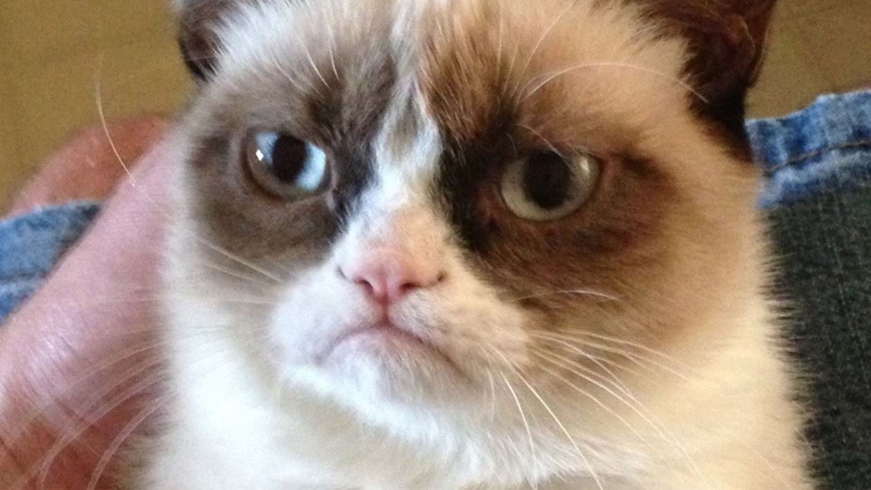 Grumpy Cat, o meme da gatinha rabugenta