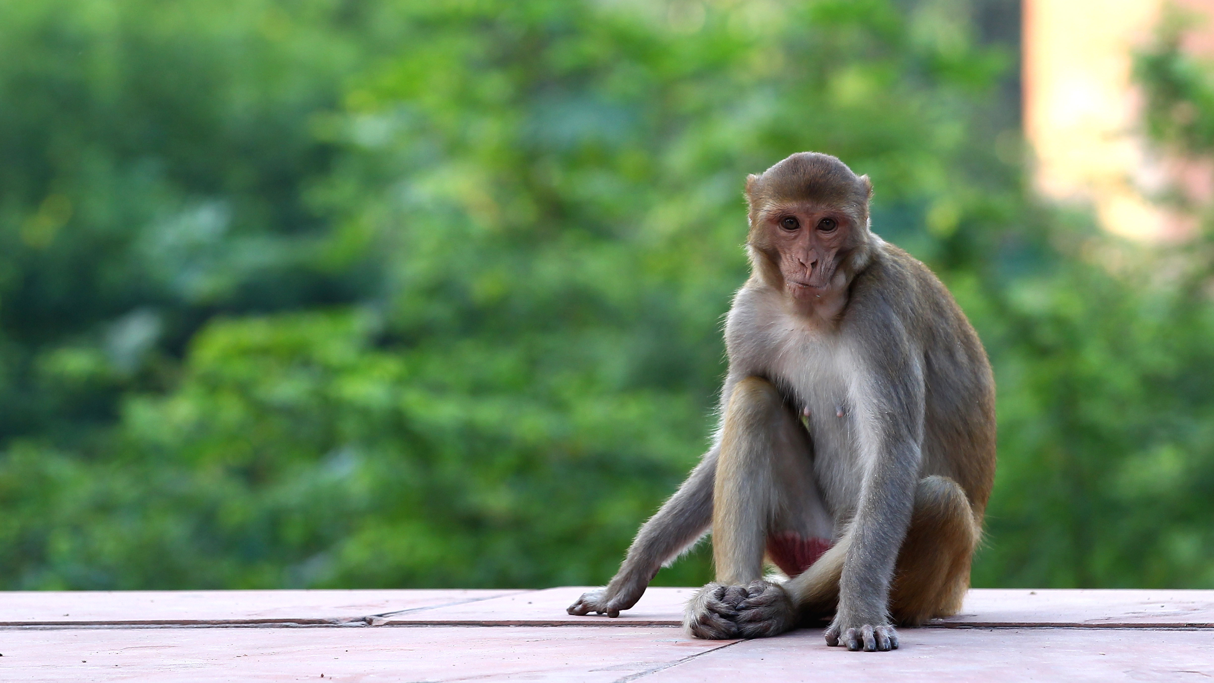 Macaco na região do Taj Mahal, na Índia
