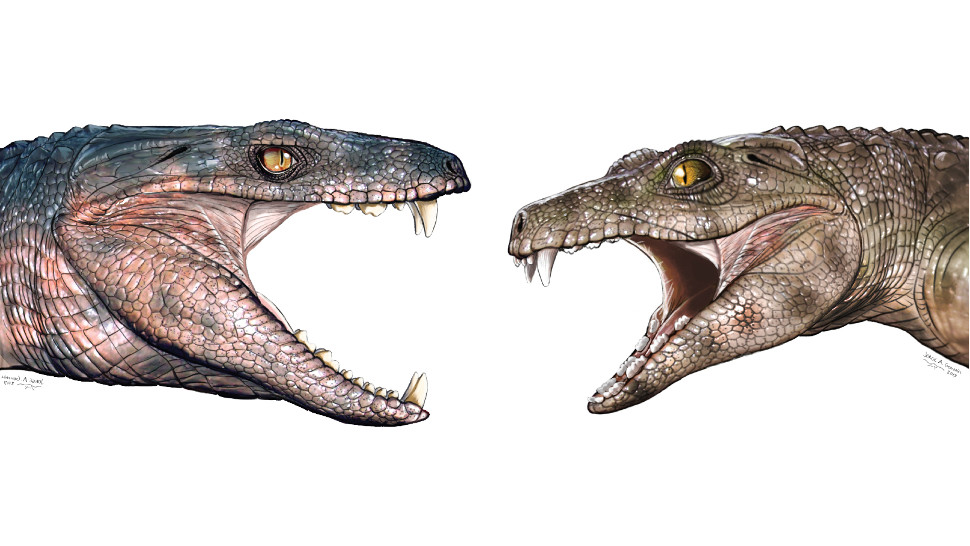Dois animais crocodiloformes que eram herbívoros