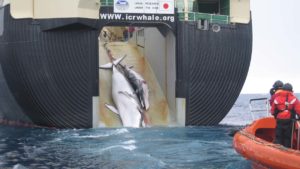 Caça de baleias no Japão