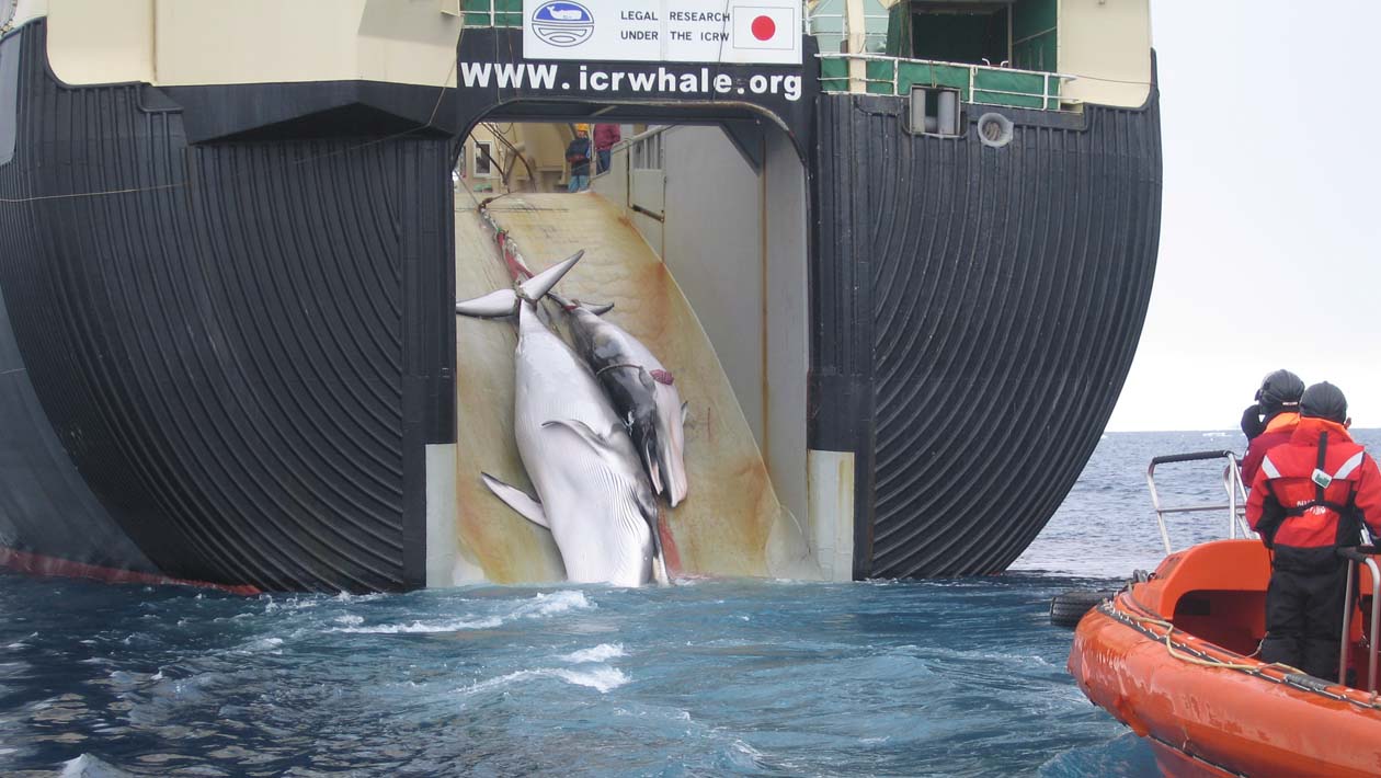 Caça de baleias no Japão
