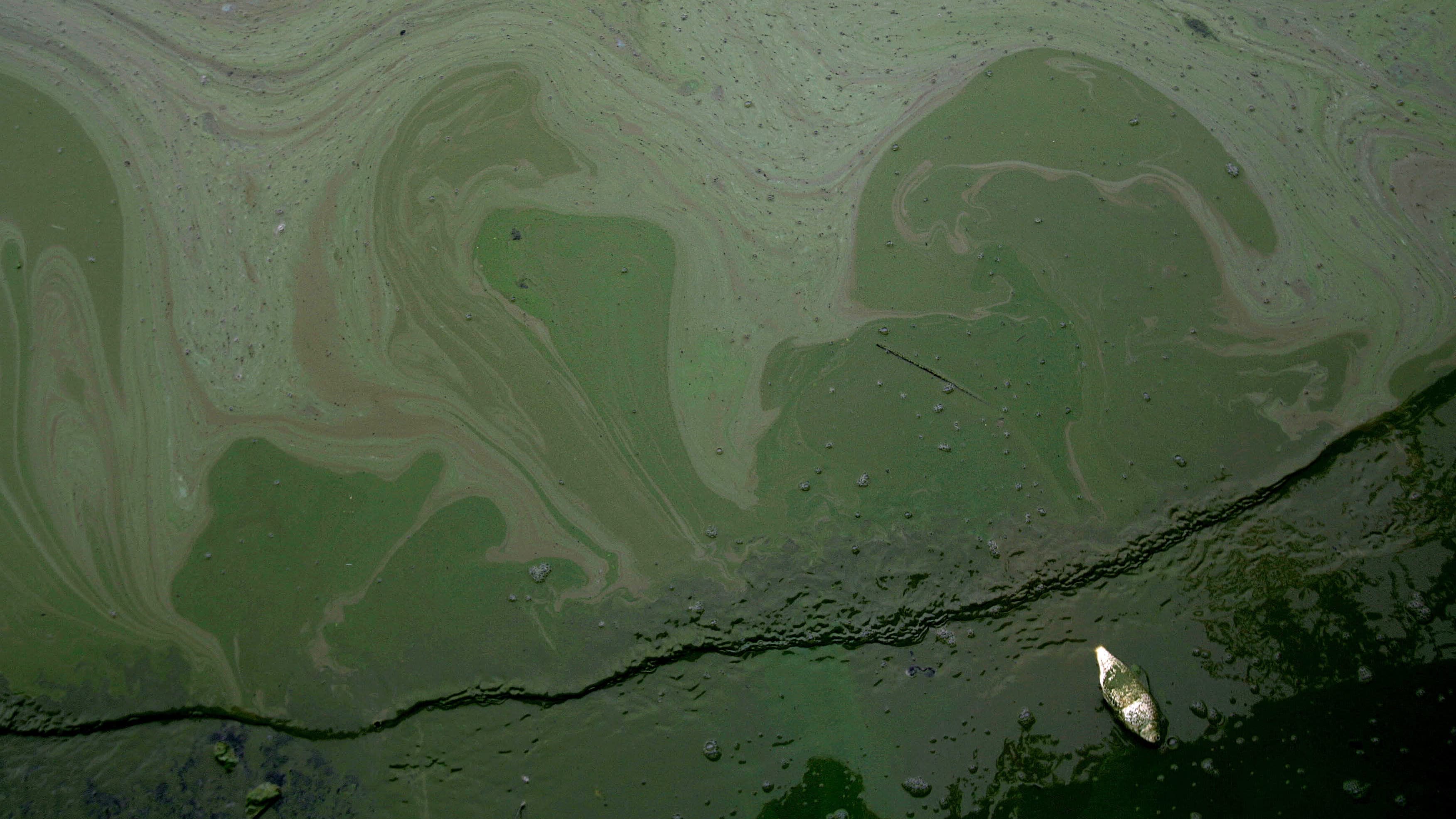 Густые зеленые воды. Цветение воды цианобактерии. Цианобактерии докембрия. Синезеленые водоросли. Сине-зеленые водоросли из космоса.