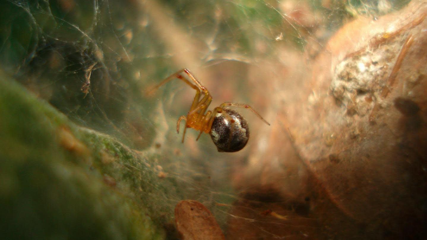 Uma das aranhas da espécie A. Studiosis