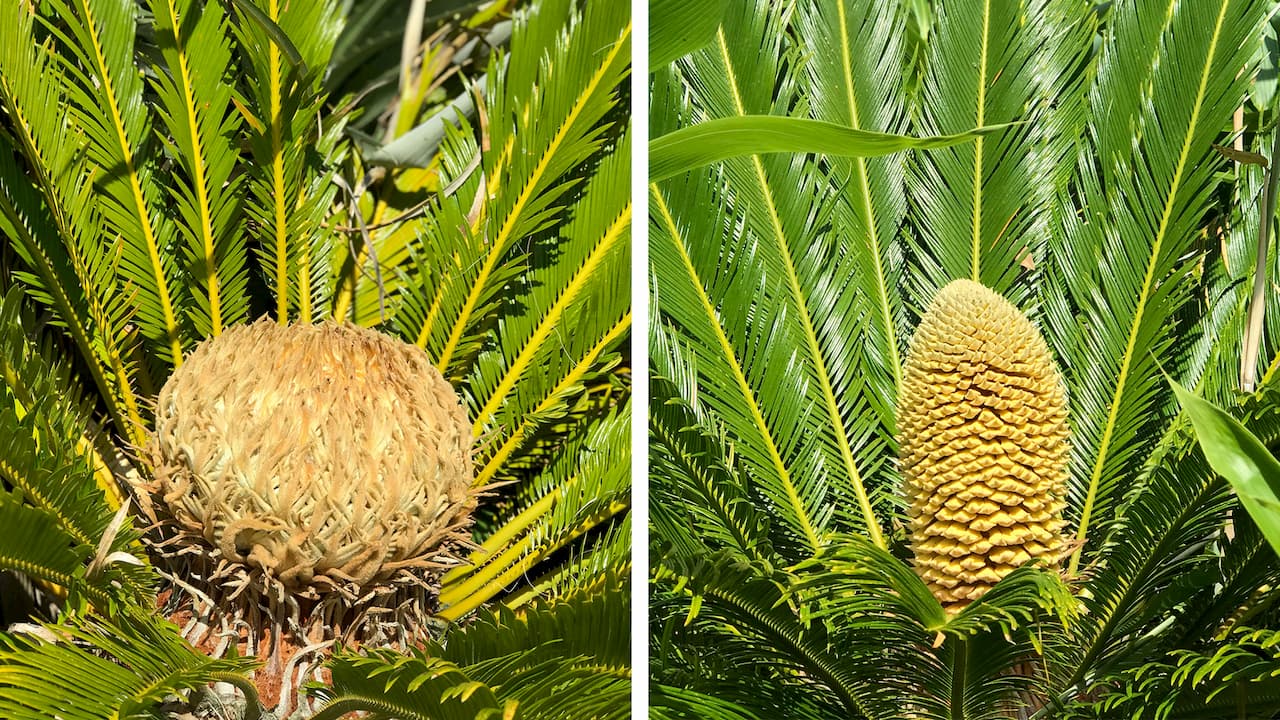 Foto mostra dois cones de cica. O da esquerda (fêmea) é mais arredondado, enquanto o da direita (macho) é mais comprido.