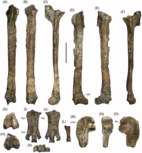 Fotos de diversos ossos (14, no total) do fóssil do pinguim descoberto.