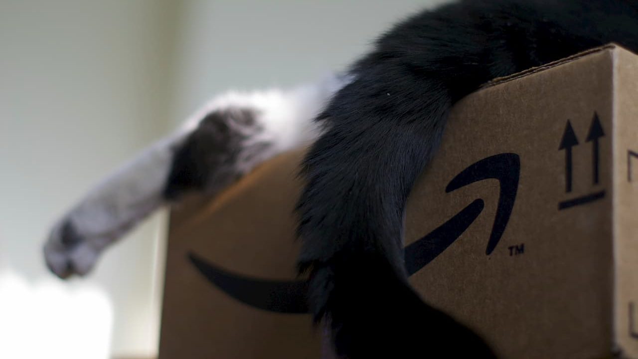 Gato dentro de caixa da Amazon.