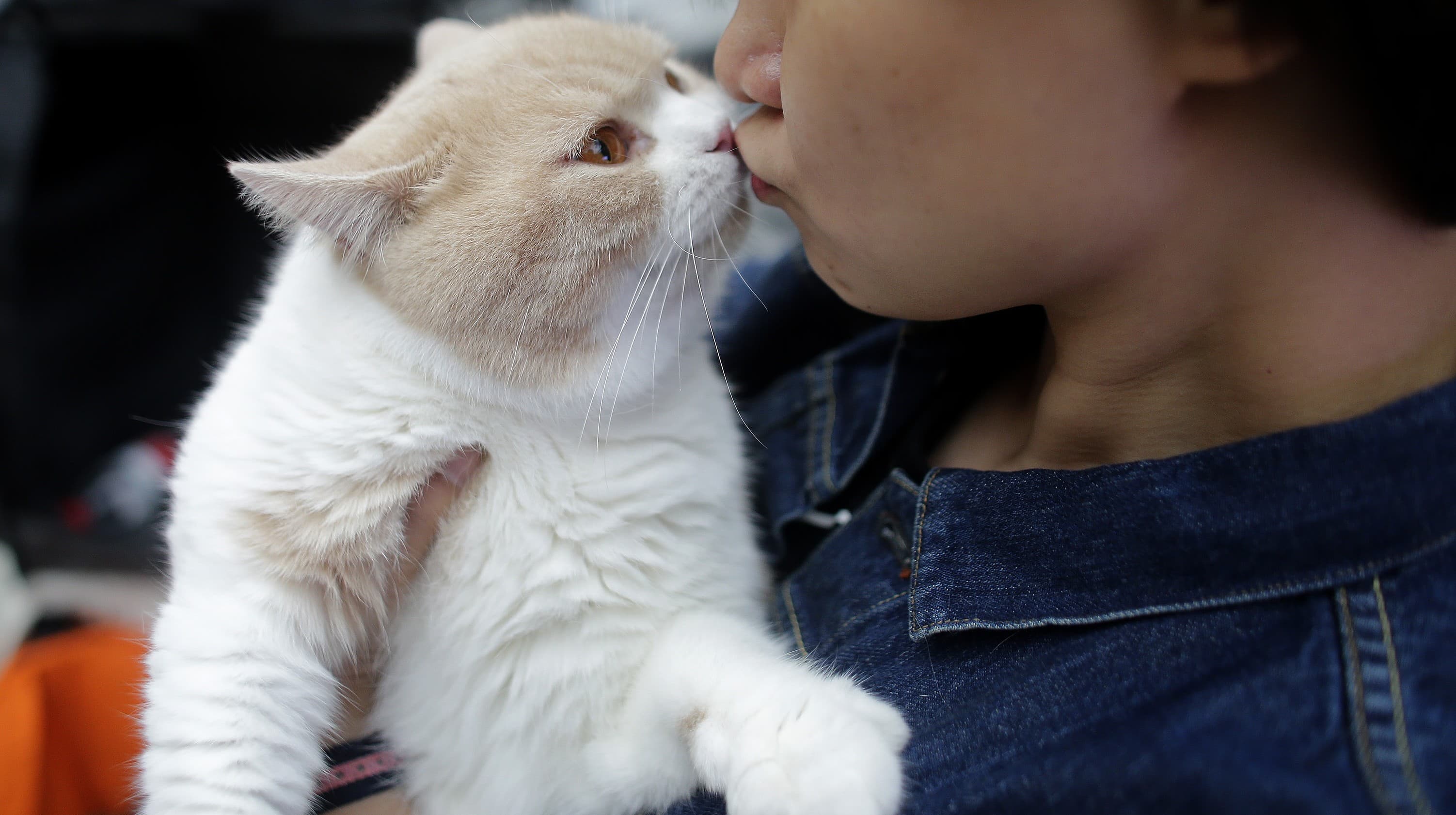 Gatos são apegados, sim! Estudo aponta que felinos entendem quando humanos  falam diretamente com eles, Ciência