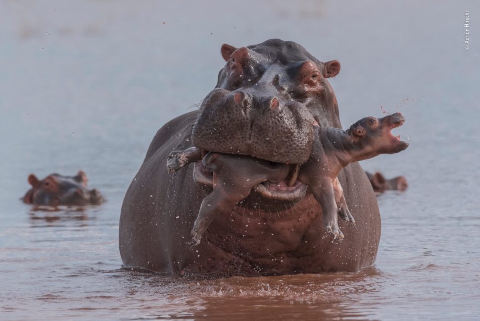 Um hipopótamo adulto tem um filhote em sua boca. O filhote está com a boca aberta, e gotas de sangue voam pelo ar. Ao fundo, a cabeça da mãe aparece saindo da água e observando a cena.