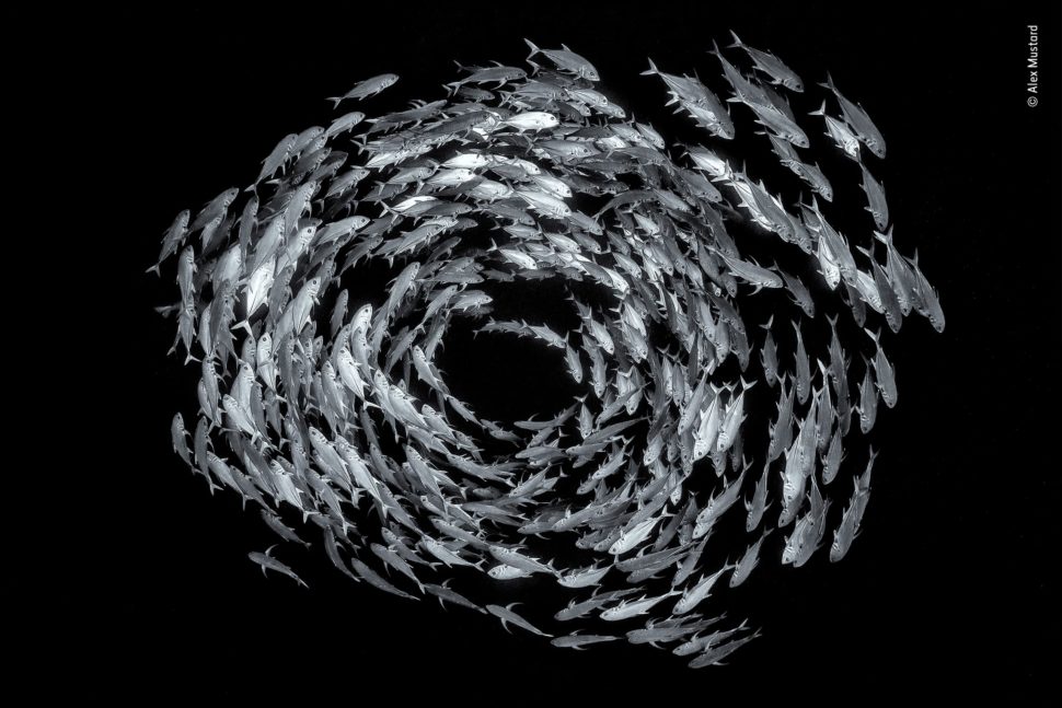 Inúmeros peixes brancos e cinzas nadam em círculo em um mar preto.