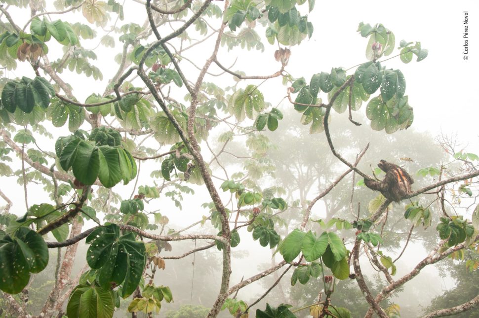 No meio da neblina, uma preguiça está parada no galho de uma árvore.