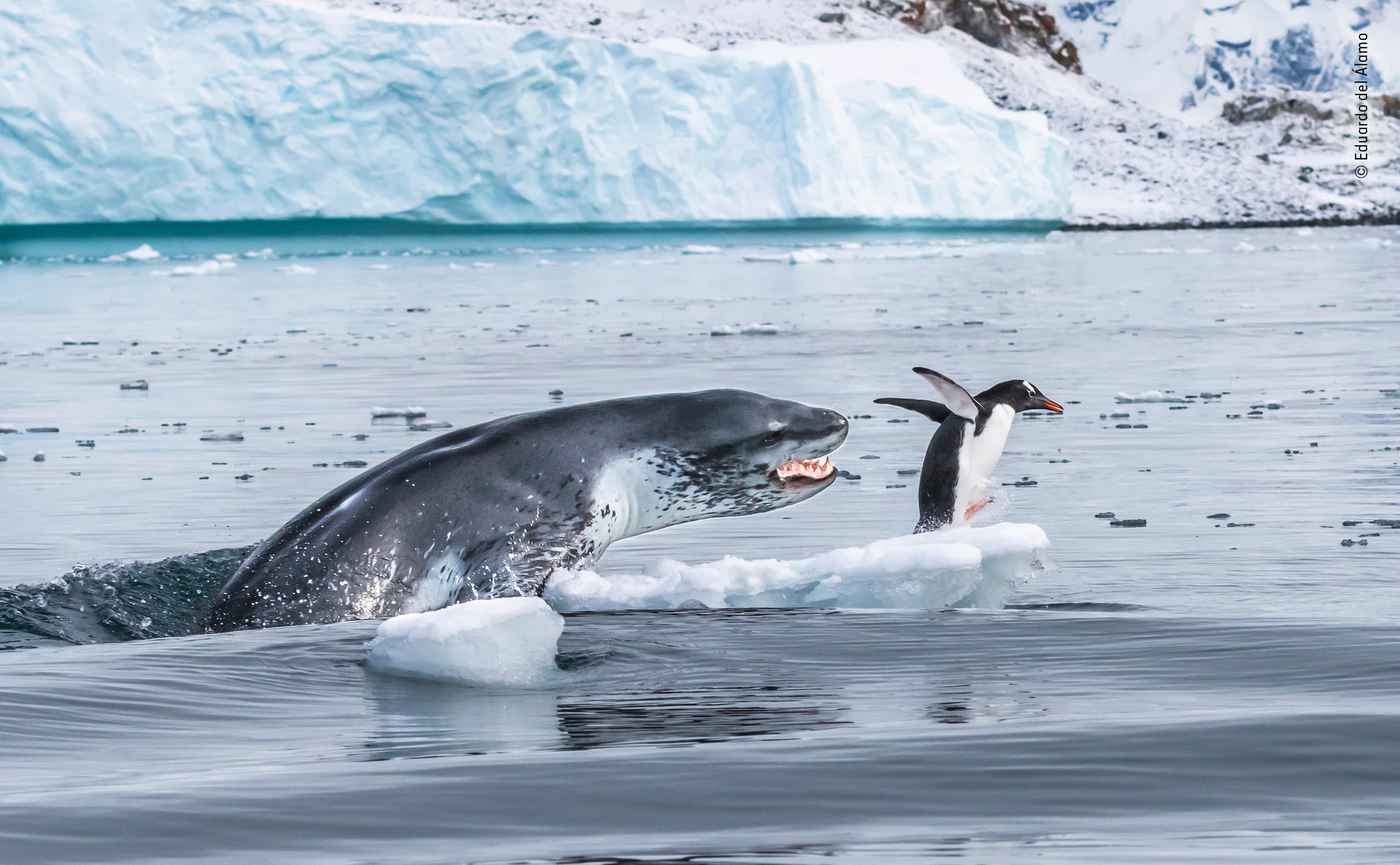 Pinguim com asas erguidas corre de uma foca sobre um pedaço de gelo.