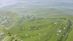 Florescimento de algas no Lago Erie ao largo da costa de Ohio, em 2014.