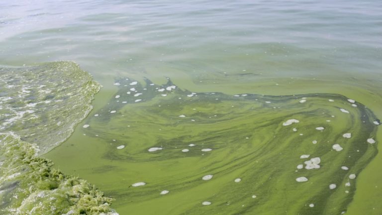 Florescimento de algas no Lago Erie ao largo da costa de Ohio, em 2014.