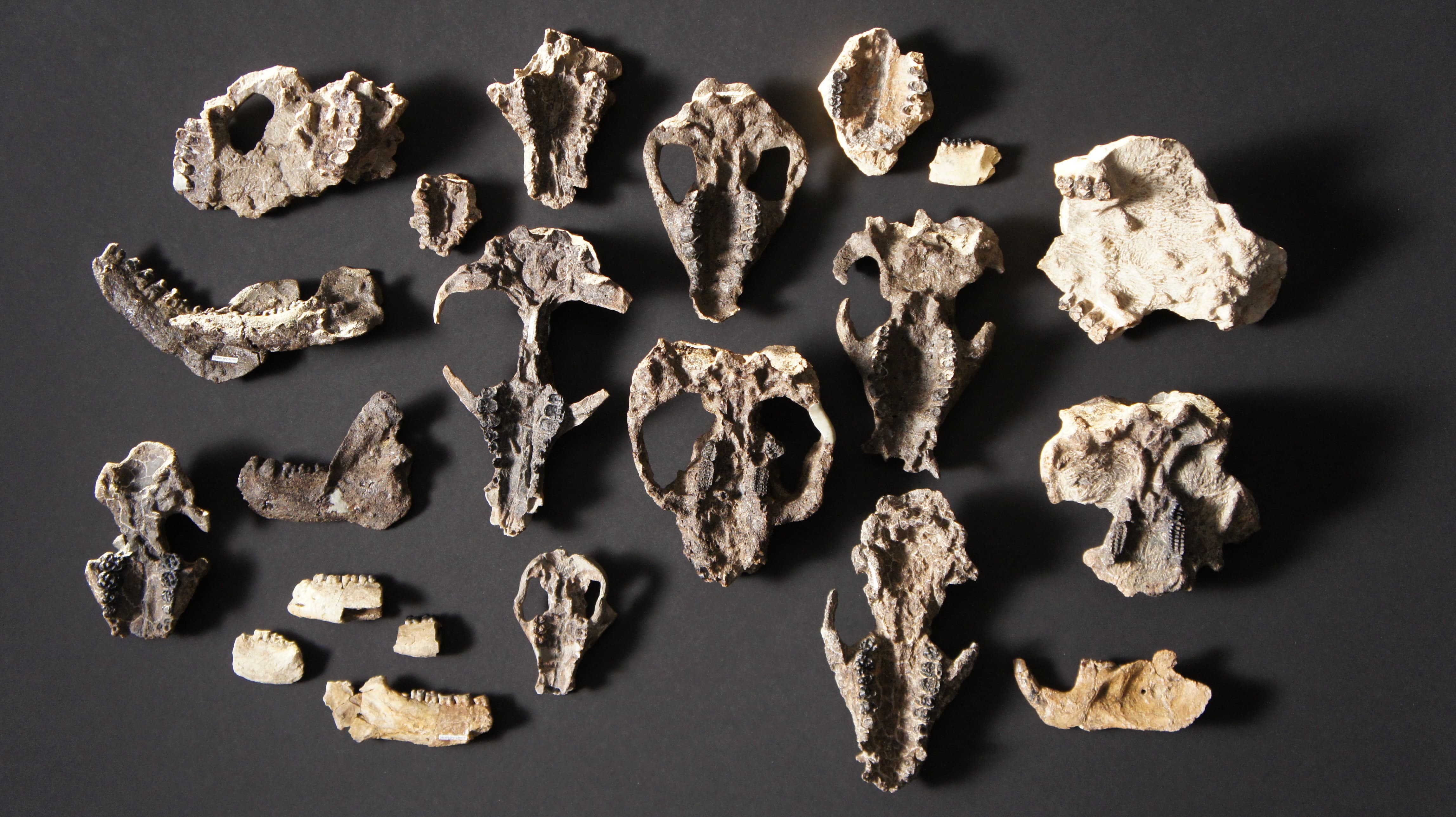 Crânios e mandíbulas de mamíferos descobertos no sítio arqueológico de Corral Bluffs, no Colorado.