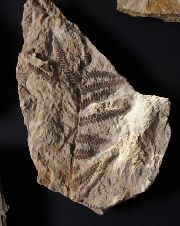 Um fóssil de samambaia coletado em Corral Bluff