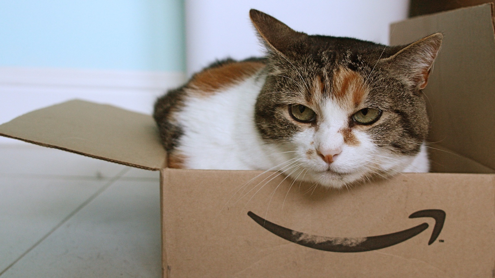 Gato dentro de uma caixa da Amazon